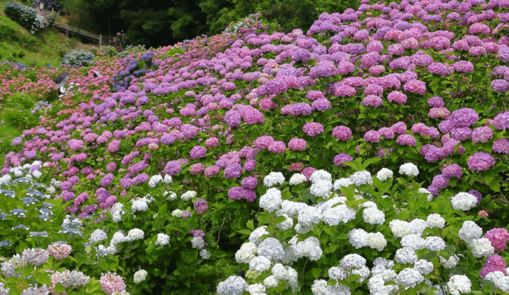 形原温泉あじさいの里の22年の見頃はいつ 開花情報と混雑 アクセスや駐車場情報も ラベイユblog